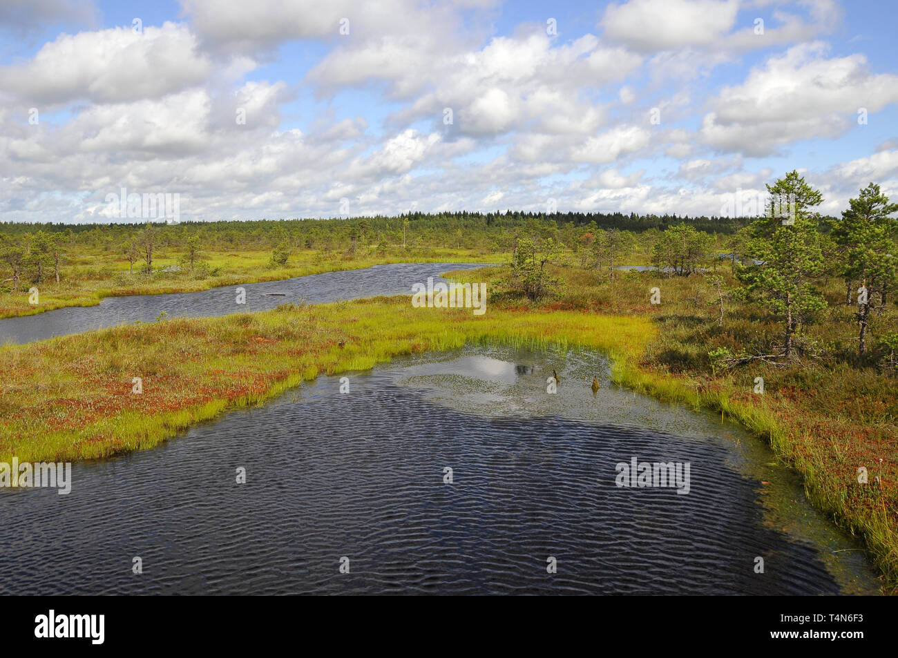 Soomaa Nationalpark, Estland. Soomaa Nemzeti Park, Észtország. Stockfoto