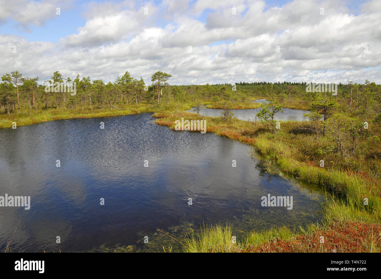 Soomaa Nationalpark, Estland. Soomaa Nemzeti Park, Észtország. Stockfoto