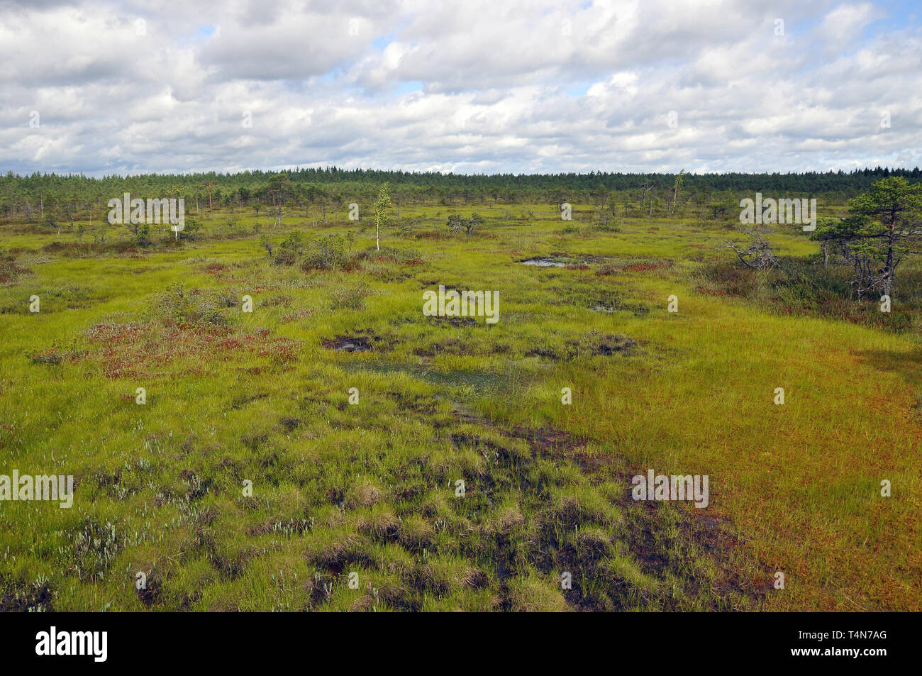 Soomaa Nationalpark, Estland. Soomaa Nemzeti Park, Észtország. Stockfoto