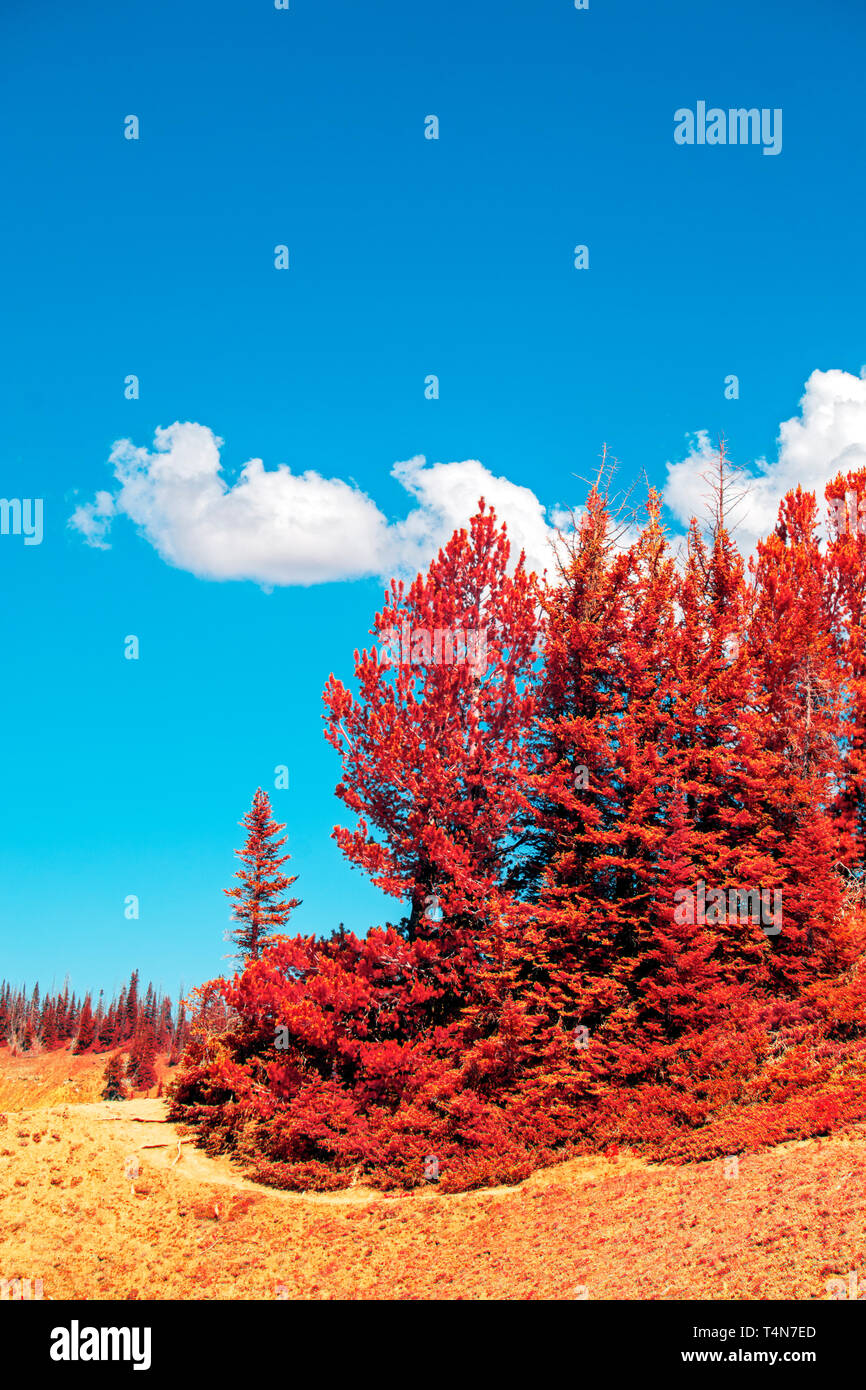 Herbst rote Bäume und gelben Gras unter einem strahlend blauen Himmel mit flauschigen weissen Wolken. Stockfoto