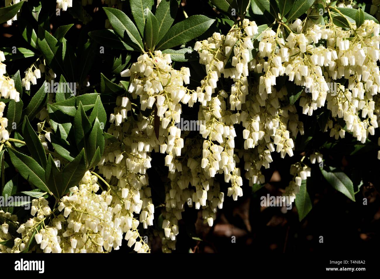 Weiß Pieris Blumen Stockfoto