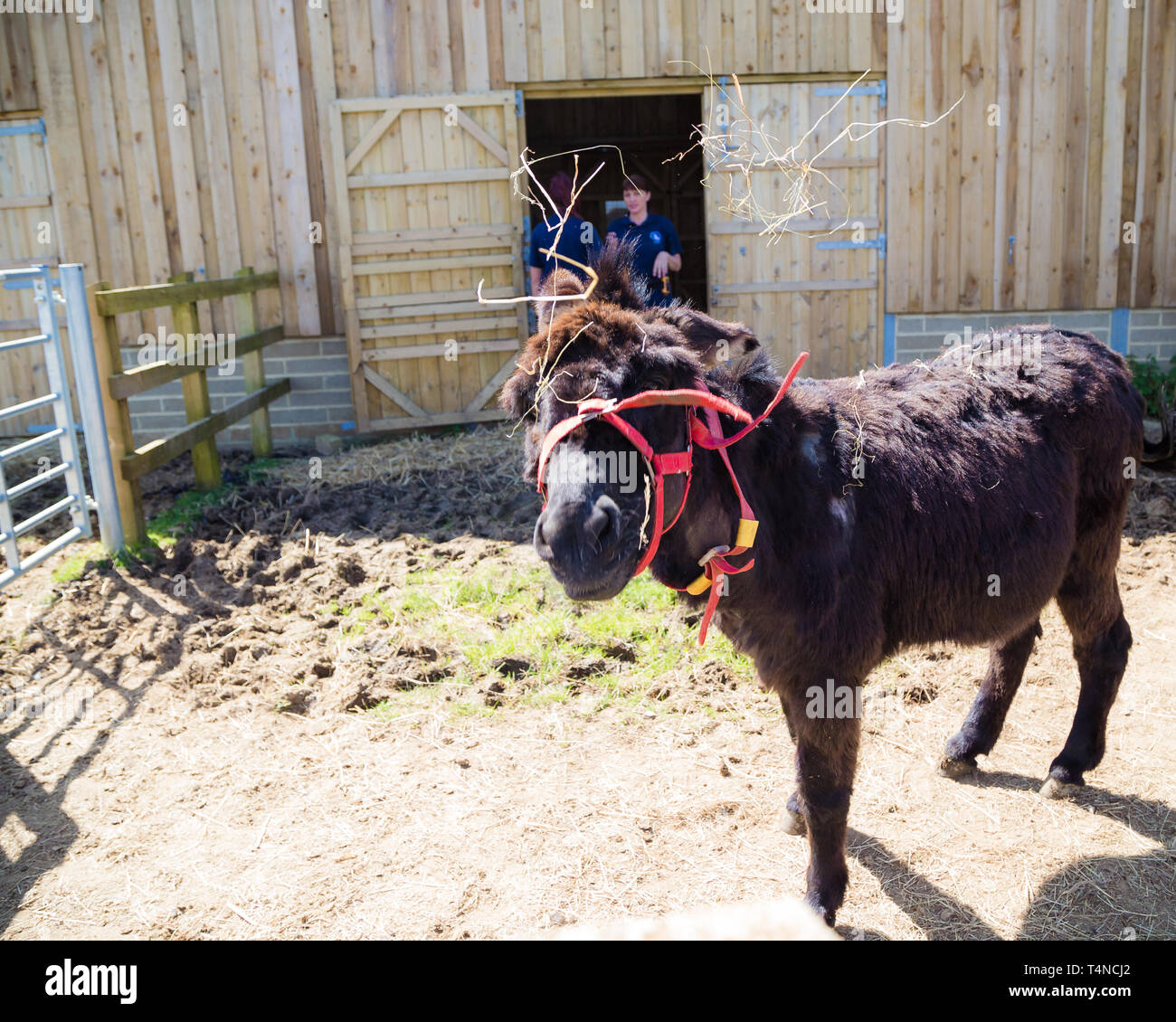 Esel, die sich schlecht benehmen. Ein Esel auf der Isle of Wight Donkey Sanctuary spielt mit Stroh. Stockfoto