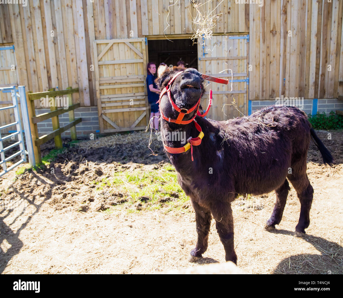 Esel, die sich schlecht benehmen. Ein Esel auf der Isle of Wight Donkey Sanctuary spielt mit Stroh. Stockfoto