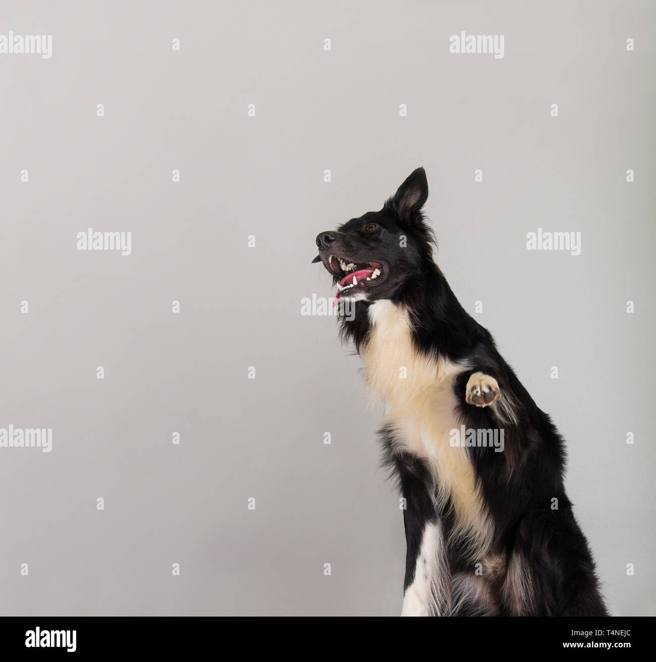 Nahaufnahme, Porträt einer adorable reinrassigen Border Collie Hund zur Seite schauen, um das Anheben eines seiner Vorderpfoten über graue Wand Hintergrund mit Kopie isoliert Stockfoto