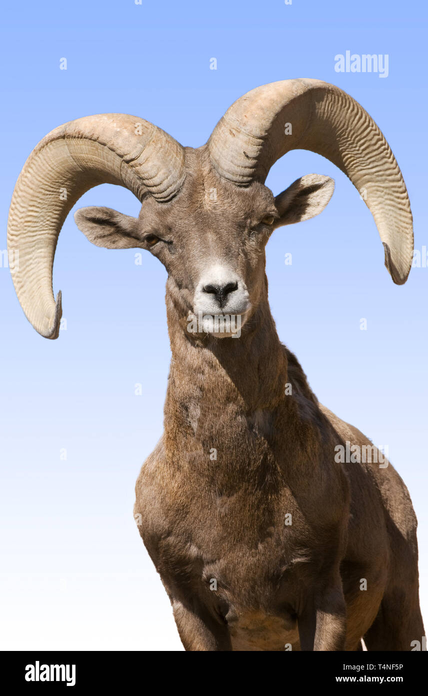 Nordamerika; USA; Arizona; Sonoran Wüste; Tierwelt; Säugetiere; Desert Bighorn Schaf, Ovis Mexicana; Ram. Stockfoto