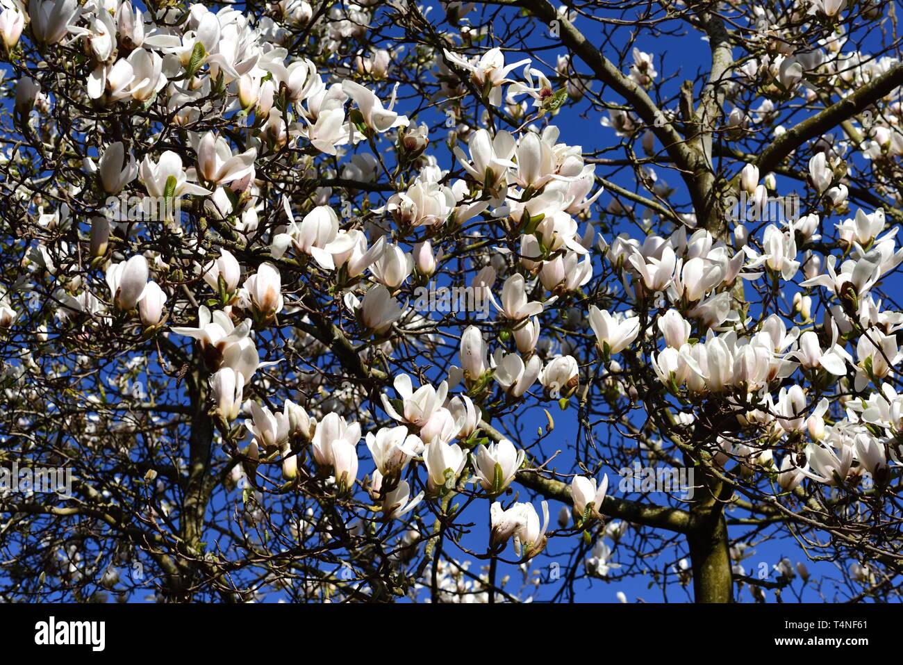 Blüte der Magnolia kobus Stockfoto