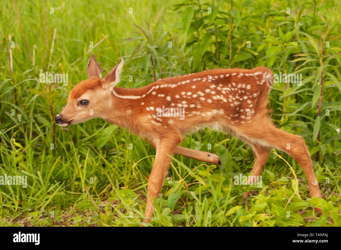 Nordamerika; USA; Montana; Flathead Valley; Tierwelt; Säugetiere; Hirsch; Whitetail Deer; Odocoileus virginianus; Fawn Stockfoto