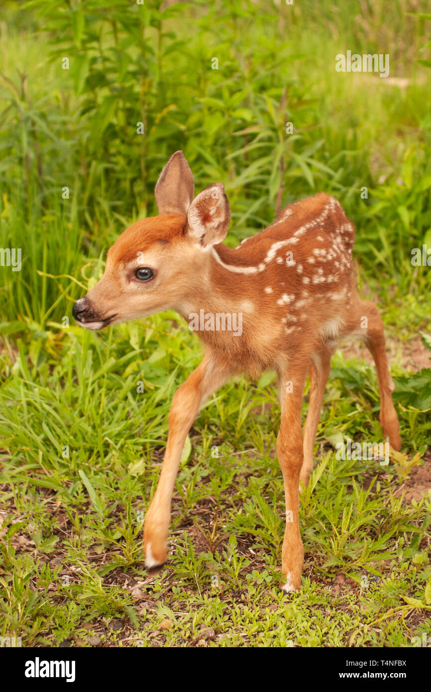 Nordamerika; USA; Montana; Flathead Valley; Tierwelt; Säugetiere; Hirsch; Whitetail Deer; Odocoileus virginianus; Fawn Stockfoto