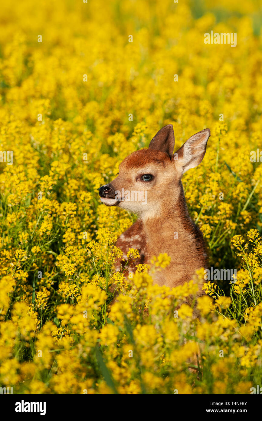 Nordamerika; USA; Montana; Flathead Valley; Tierwelt; Säugetiere; Hirsch; Whitetail Deer; Odocoileus virginianus; Fawn Stockfoto