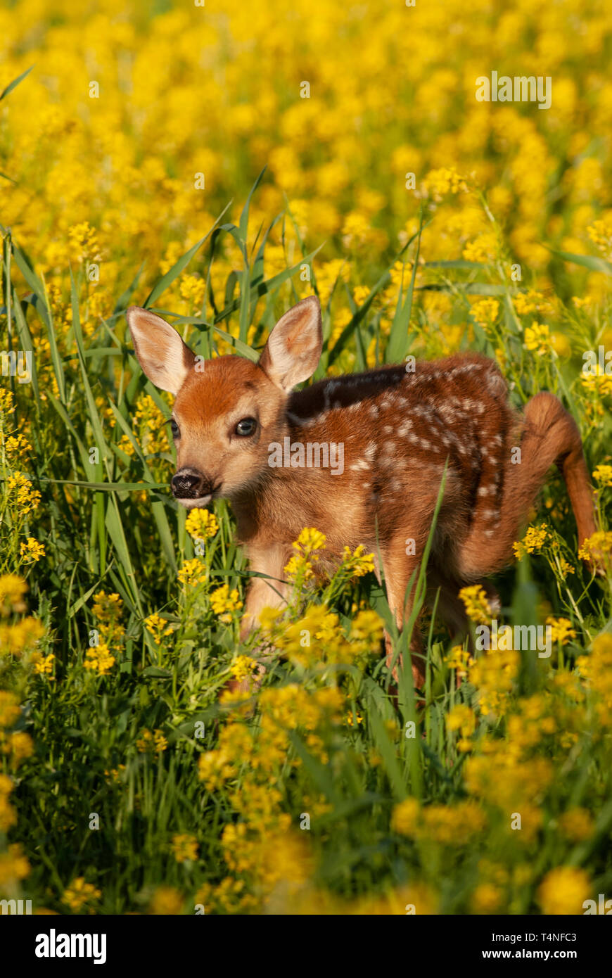 Nordamerika; USA; Montana; Flathead Valley; Tierwelt; Säugetiere; Hirsch; Whitetail Deer; Odocoileus virginianus; Fawn Stockfoto