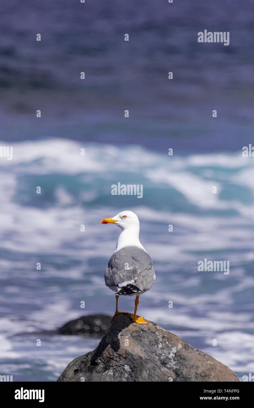 Yellow-legged Gull (Larus cachinnans Atlantis), stehend auf einem Felsen, mit Sonnenlicht und Atlantik Hintergrund, El Hierro, Canay Inseln, Spanien Stockfoto