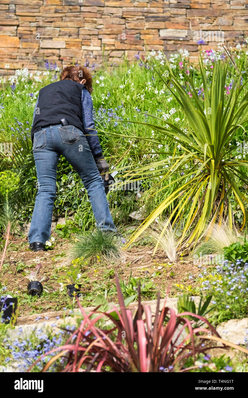 Eine Frau, die das Arbeiten auf einer geneigten Garten. Stockfoto