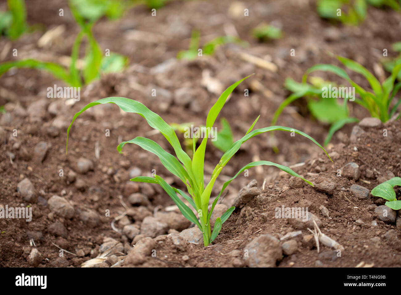 Intercropping-Feld mit Mais und Bohnen gepflanzt, Gran Canaria Stockfoto