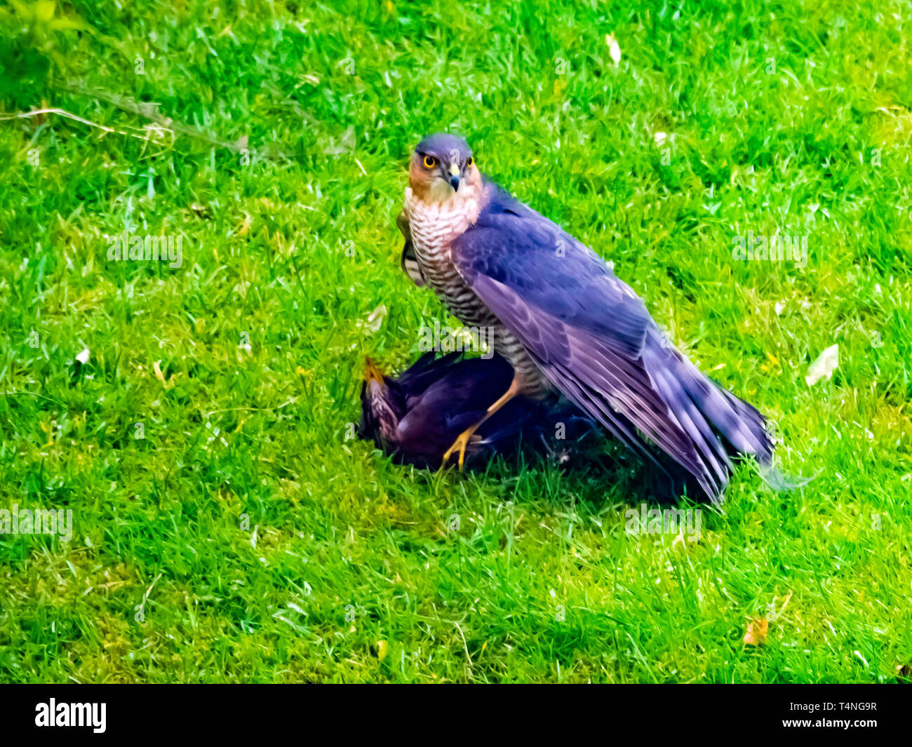 Ein männlicher Sperber Accipter nisus gerade Beute eine Amsel Turdus merula in einem Vorort Garten gefangen Stockfoto