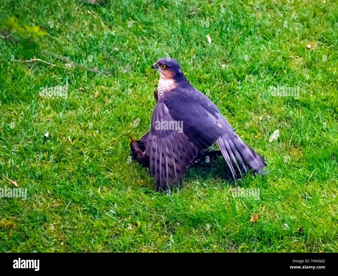 Ein männlicher Sperber Accipter nisus gerade Beute eine Amsel Turdus merula in einem Vorort Garten gefangen Stockfoto