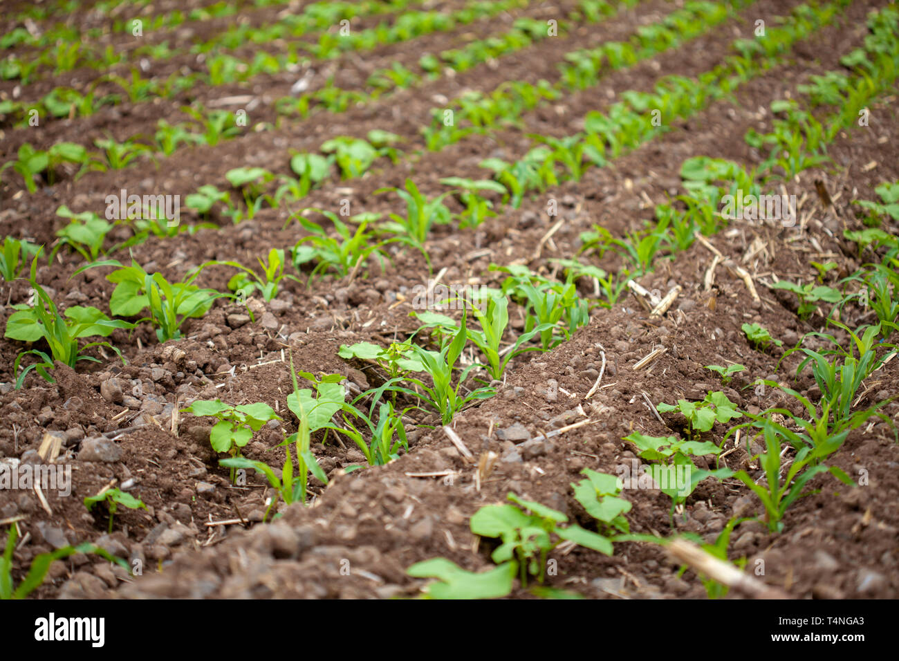 Intercropping-Feld mit Mais und Bohnen gepflanzt, Gran Canaria Stockfoto