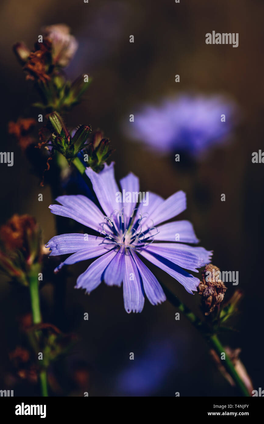 Blume des gemeinsamen Chicorée im Sommer Tag Stockfoto