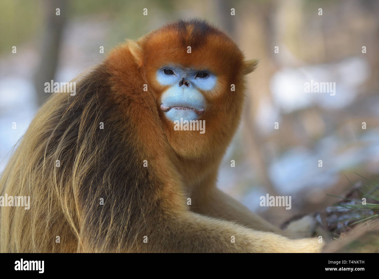 Männliche Golden Snub-gerochene Monkey (Rhinopithecus roxellana) in den chinesischen Bergen. Stockfoto