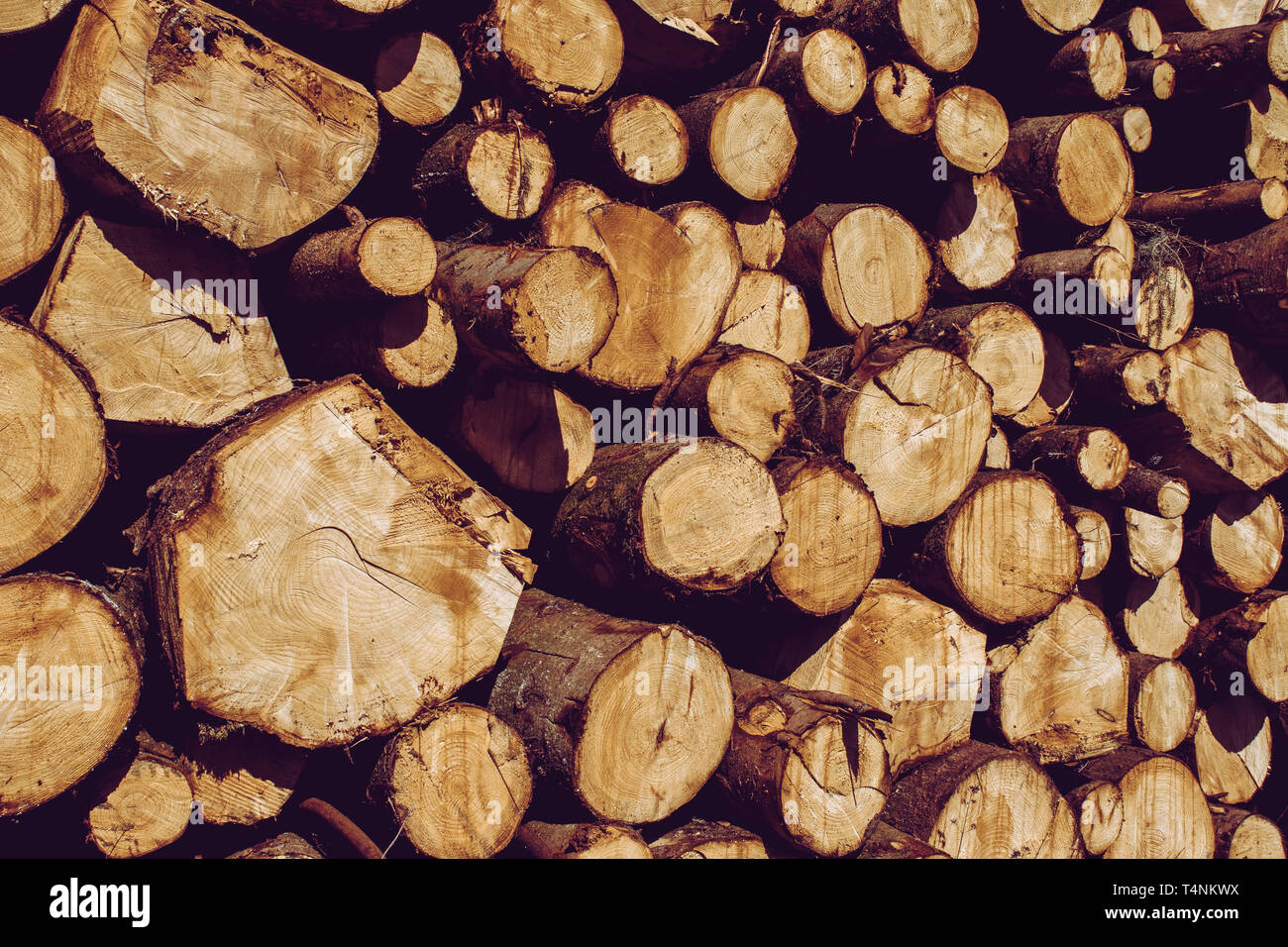 Holzbalken geschnitten und in Haufen gestapelt, die durch die Protokollierung Holzindustrie gefällt - Hintergrund Stockfoto