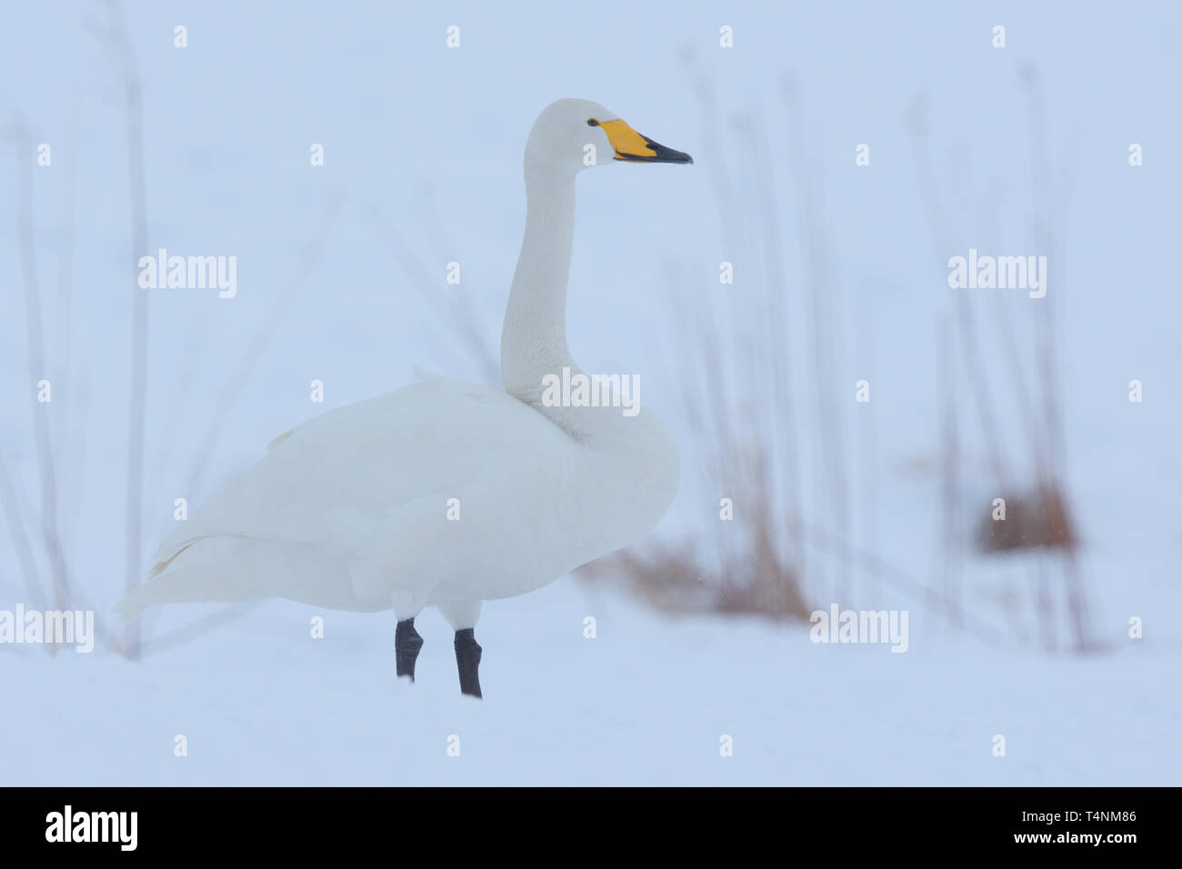 Singschwan (Cygnus Cygnus) im Schnee Stockfoto