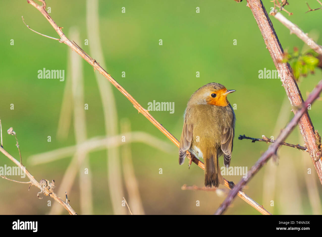 Europäische robin Erithacus rubecula Singen im Sonnenlicht tagsüber in einem Busch Stockfoto
