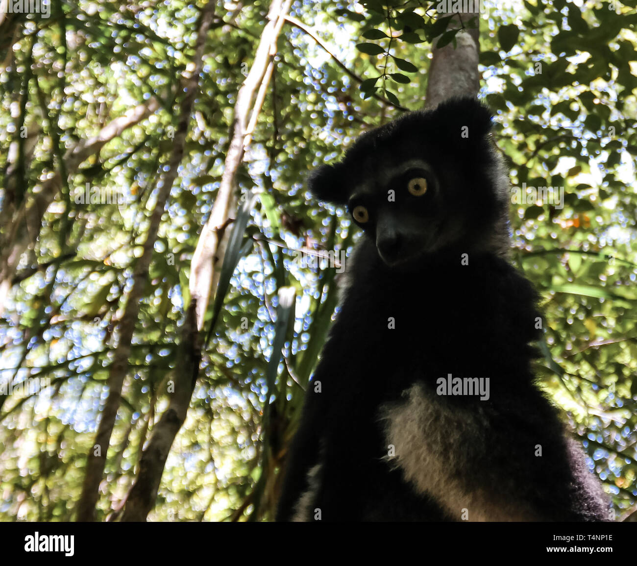 Portrait von Indri Indri Lemuren auf dem Baum in der Region Atsinanana, Madagaskar Stockfoto