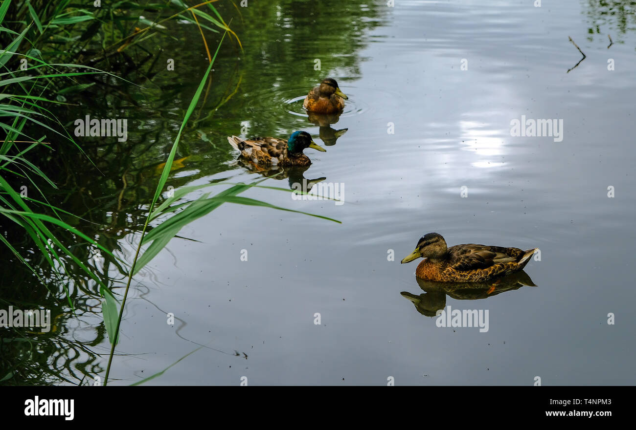 Enten schwimmen in einem Teich in einem Park in Amsterdam Stockfoto