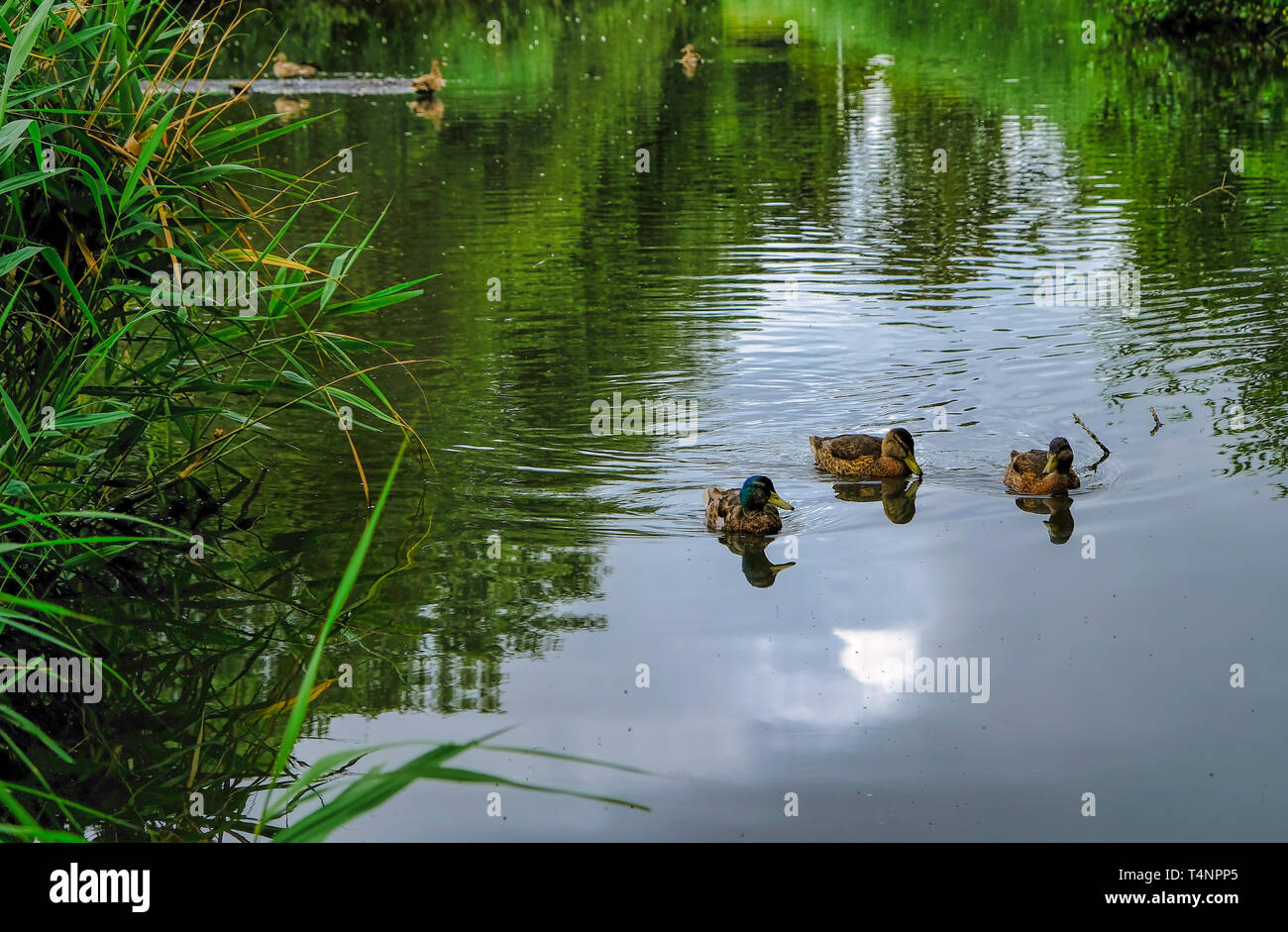 Enten schwimmen in einem Teich in einem Park in Amsterdam Stockfoto