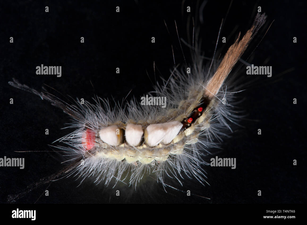 Detaillierte studio Foto von Weiß-markierten Tussock Motte Caterpillar Stockfoto