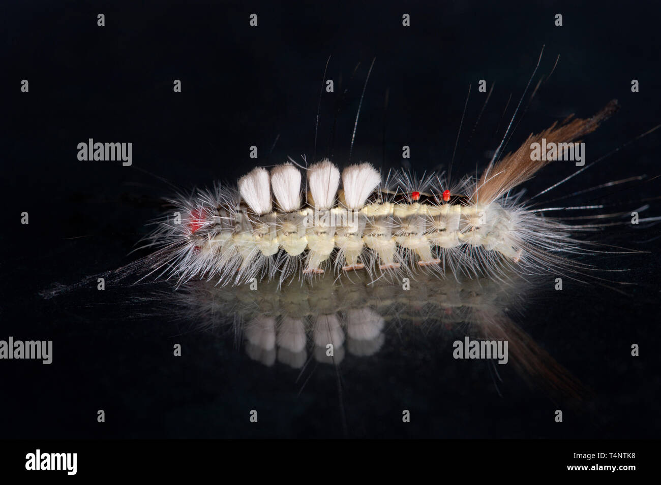 Detaillierte studio Foto von Weiß-markierten Tussock Motte Caterpillar Stockfoto