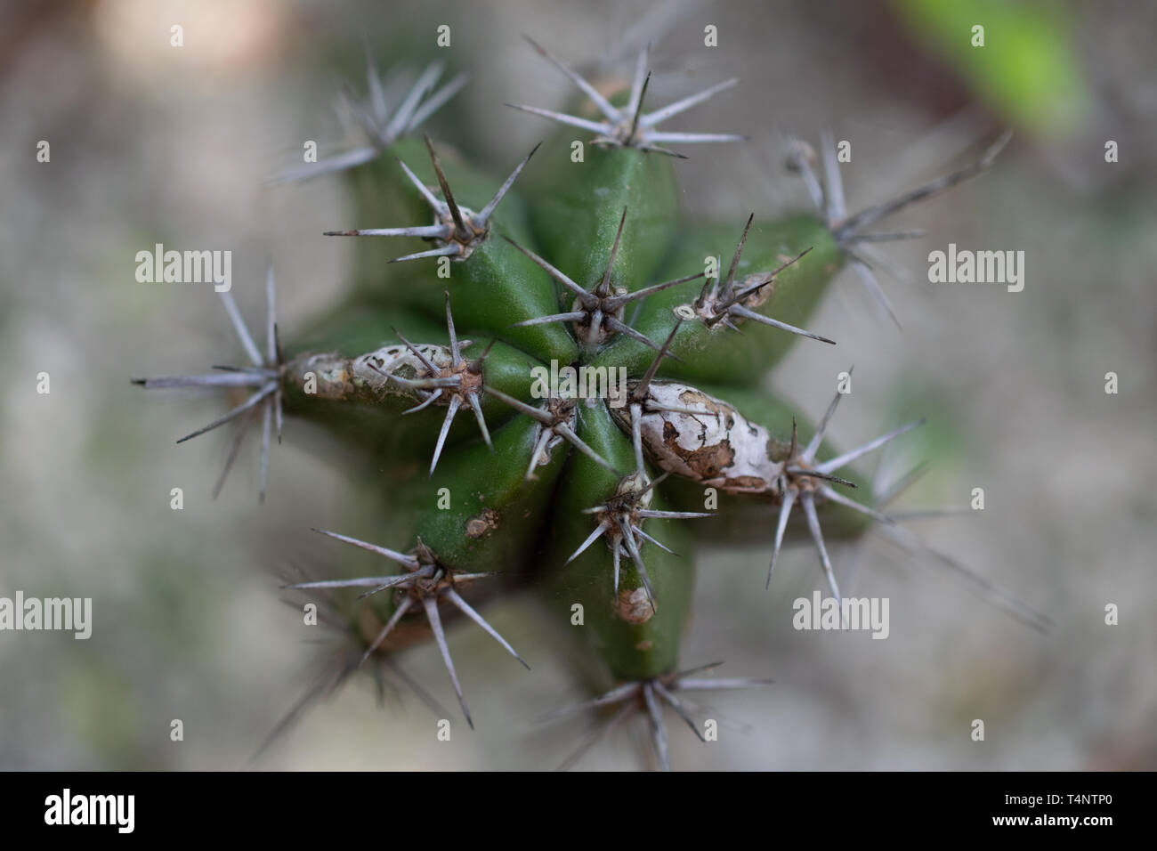 Nahaufnahme der sternförmigen Kaktus von oben Stockfoto