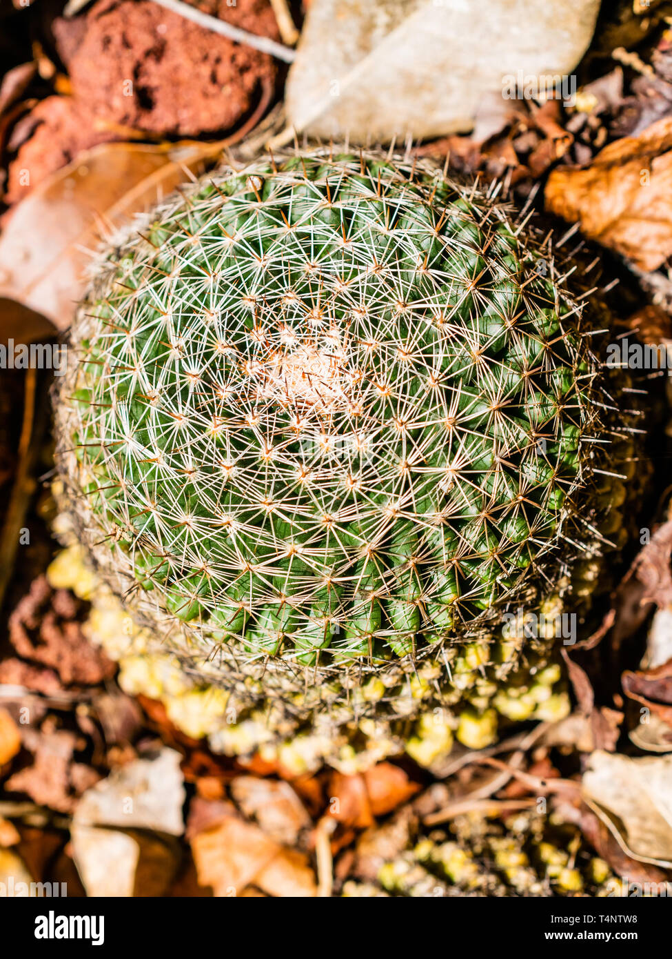 Runde Kaktus von oben Stockfoto