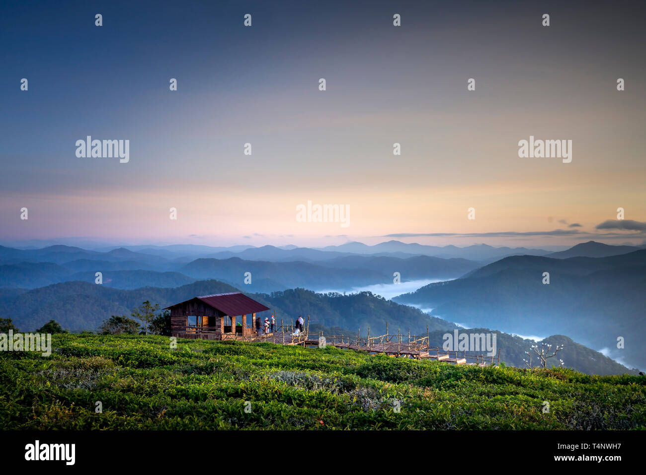 Schöne Dämmerung an der Cau Dat Tee Plantage in der Stadt Dalat, Vietnam Stockfoto