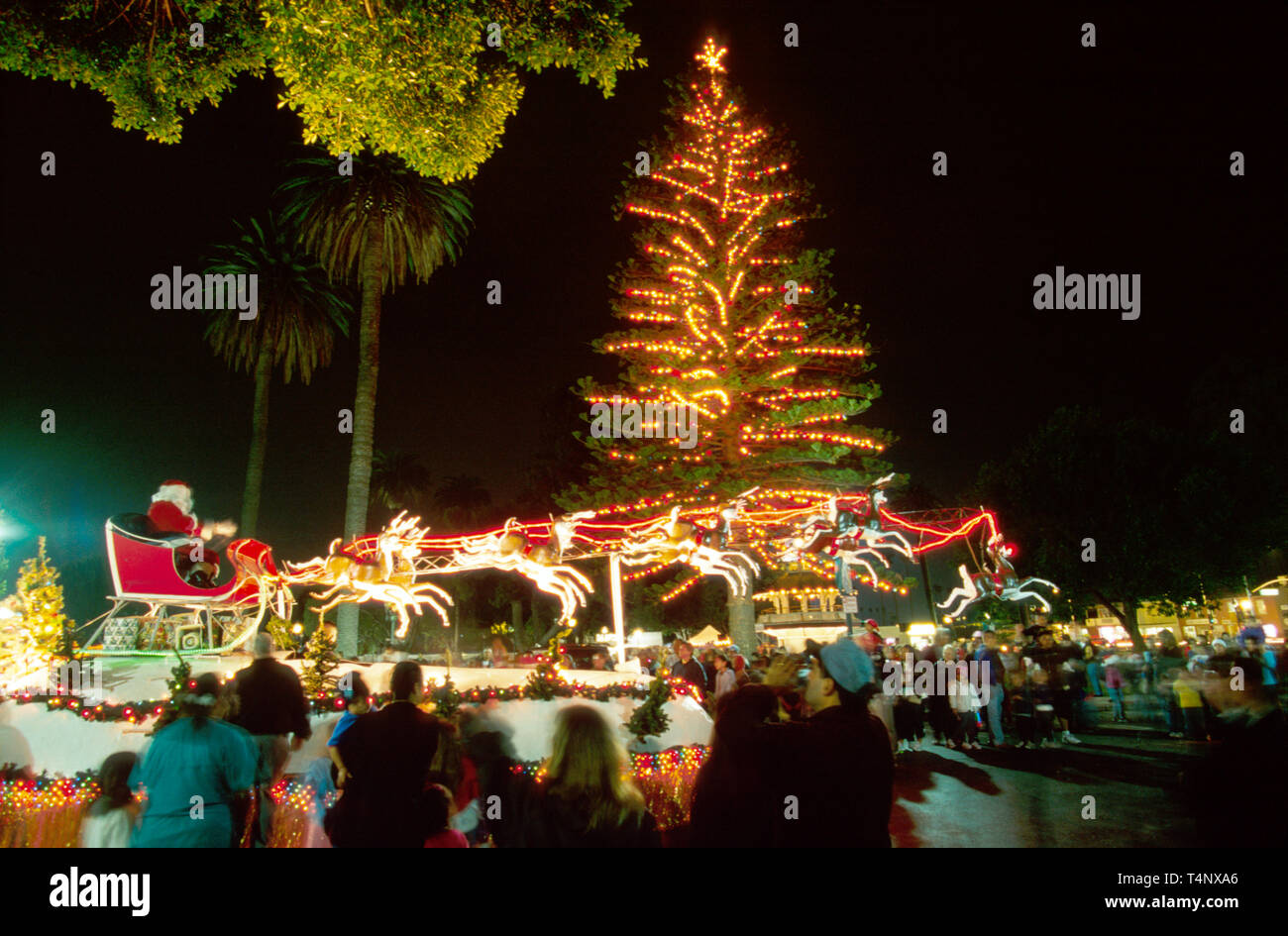 Oxnard California, Plaza Park, Weihnachtsbaum Bäume, Holz, Pflanze, Flora, Besucher Reise Reise Reise Tourismus Wahrzeichen Kultur Kultur Kultur, Stockfoto