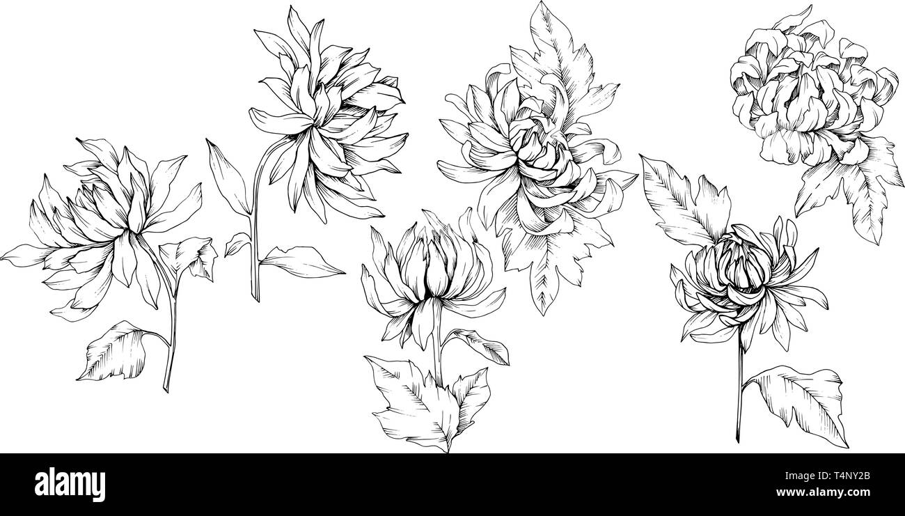 Vektor Chrysantheme floral botanischen Blumen. Schwarz und weiß eingraviert Tinte Art isoliert Blume Illustration Element. Stock Vektor