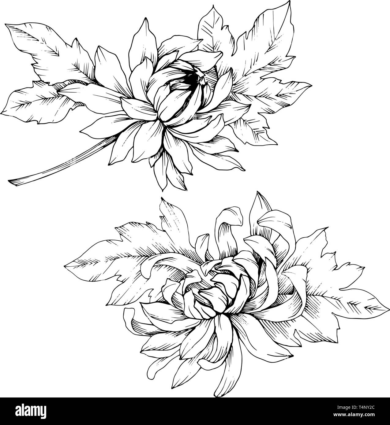 Vektor Chrysantheme floral botanischen Blumen. Schwarz und weiß eingraviert Tinte Art isoliert Blume Illustration Element. Stock Vektor