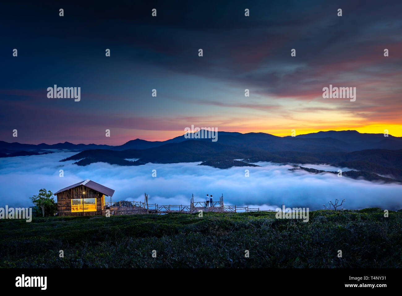 Schöne Dämmerung an der Cau Dat Tee Plantage in der Stadt Dalat, Vietnam Stockfoto