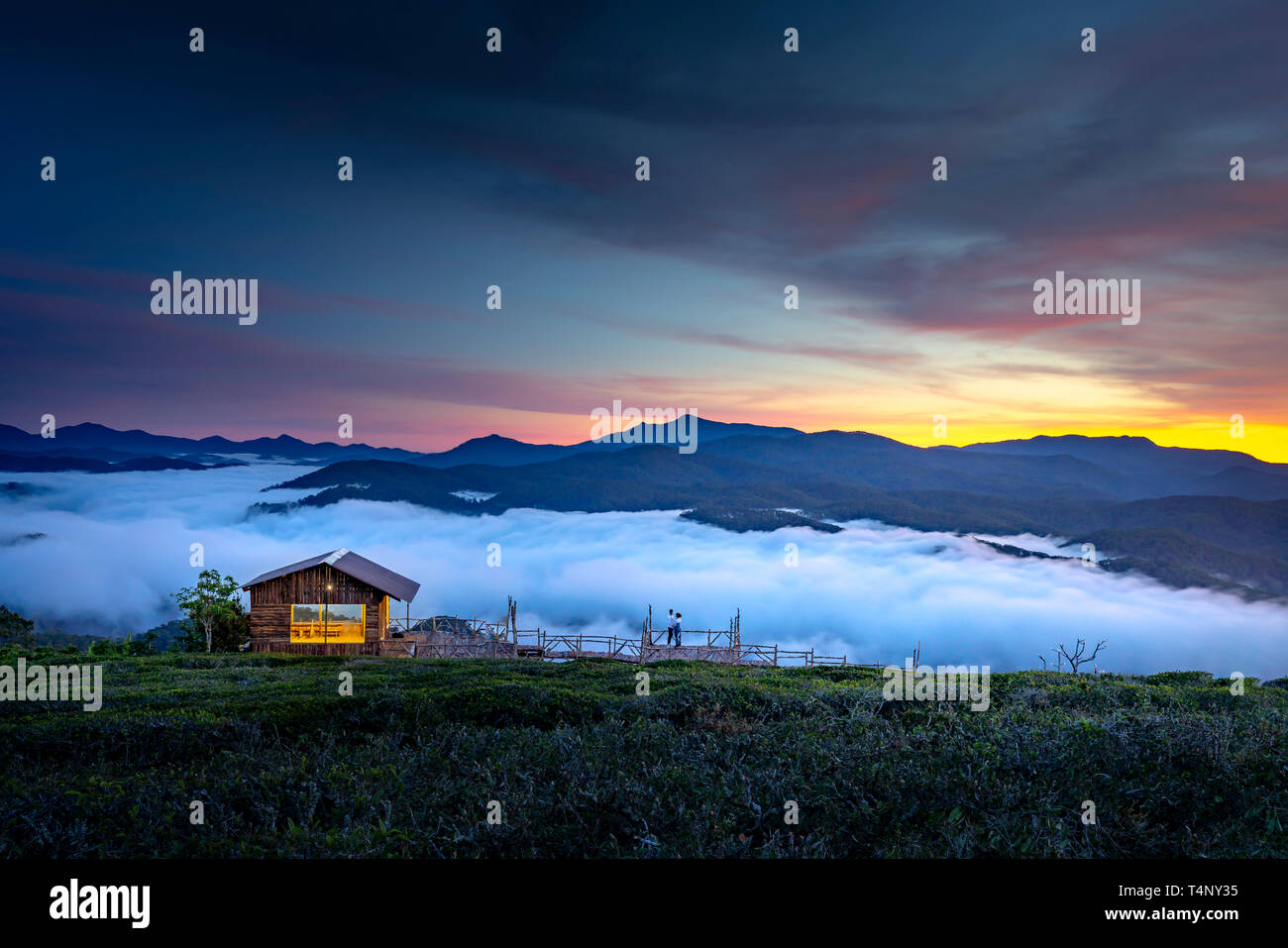 Schöne Dämmerung an der Cau Dat Tee Plantage in der Stadt Dalat, Vietnam Stockfoto