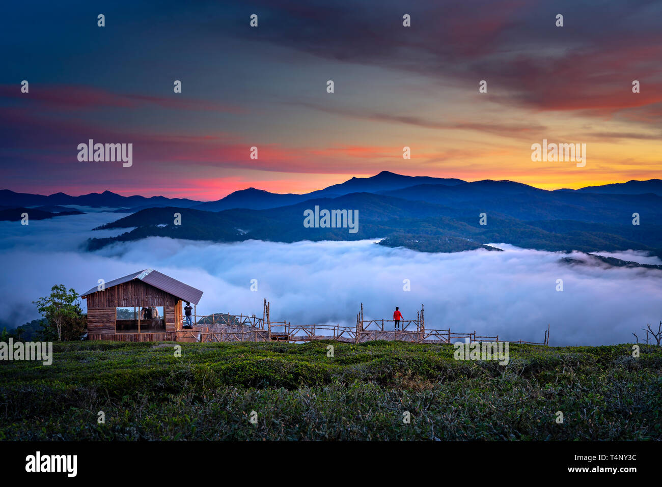 Schöne Dämmerung an der Cau Dat Tee Plantage in der Stadt Dalat, Vietnam Stockfoto