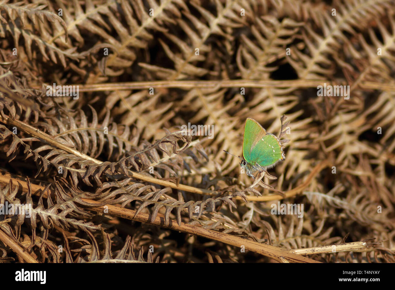 UK Tierwelt: Eine frühe Green hairstreak Schmetterling nutzt Wärme nach dem kalten Wetter. Burley Moor, Yorkshire Stockfoto