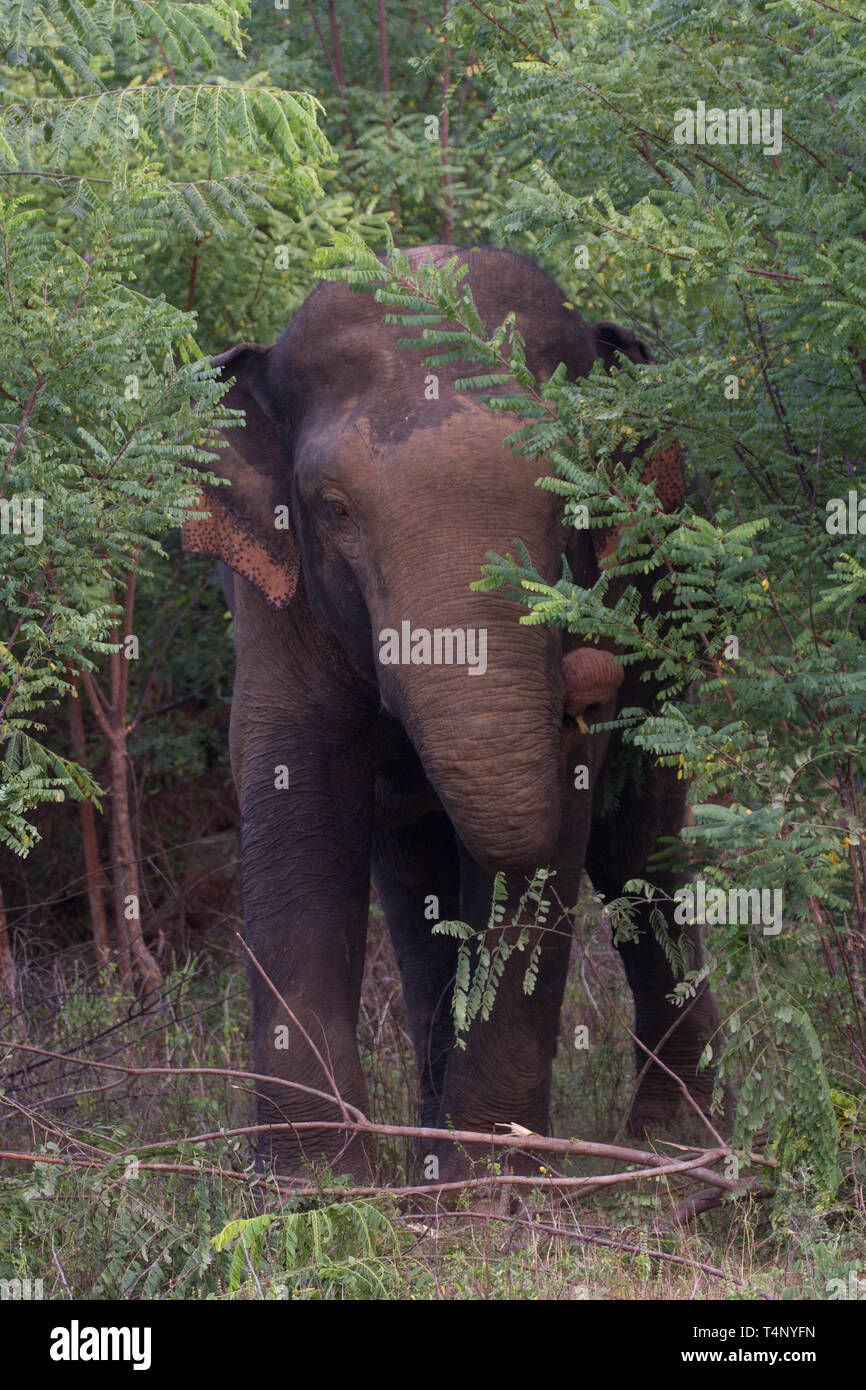 Sri Lankas Elefanten Elephas Maximus Maximus. Single Elefant im Unterholz. Sri Lanka Stockfoto