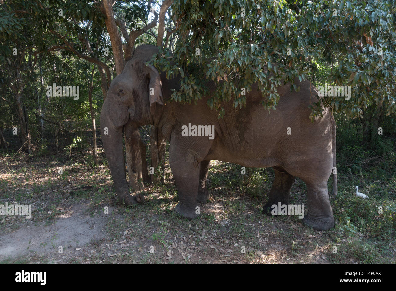 Sri Lankan Elelphant Elephas Maximus Maximus. Einzelne Erwachsene unter Bäume im Nationalpark. Sri Lanka Stockfoto