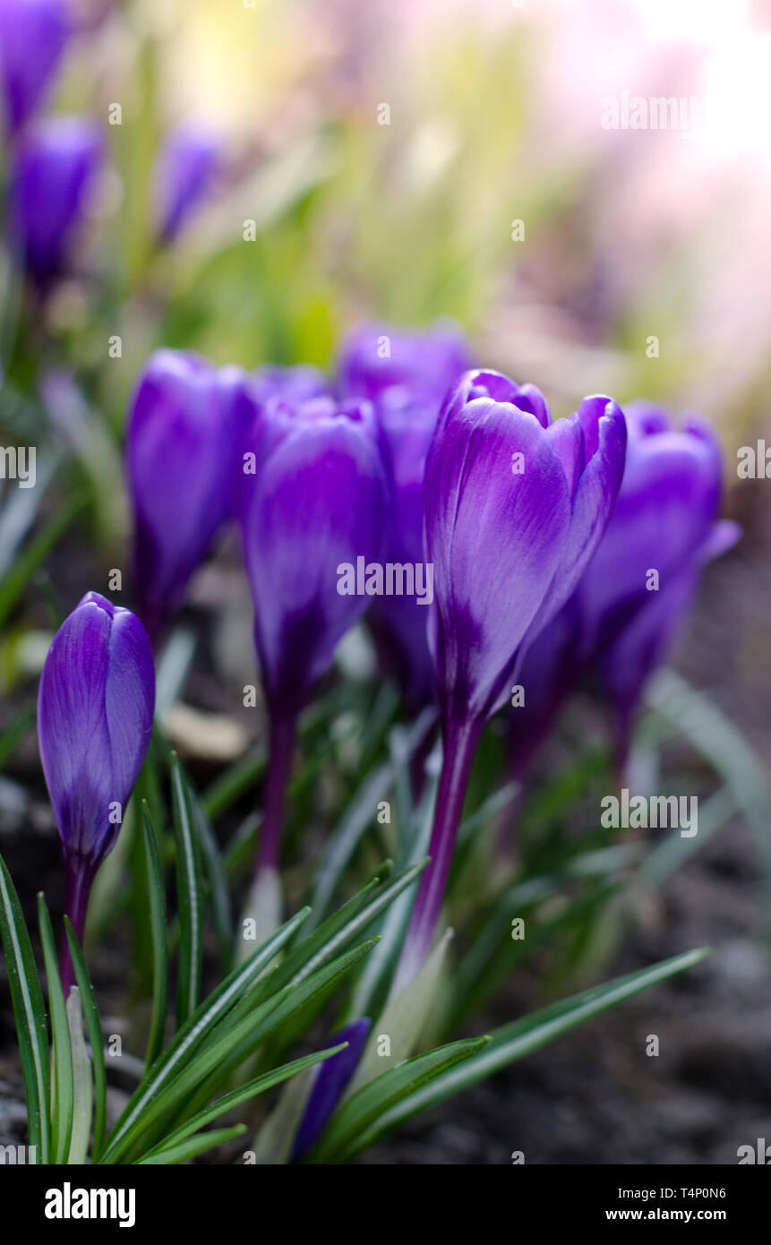 Schönen ersten Frühlingsblumen Krokusse blühen unter hellem Sonnenlicht. Stockfoto