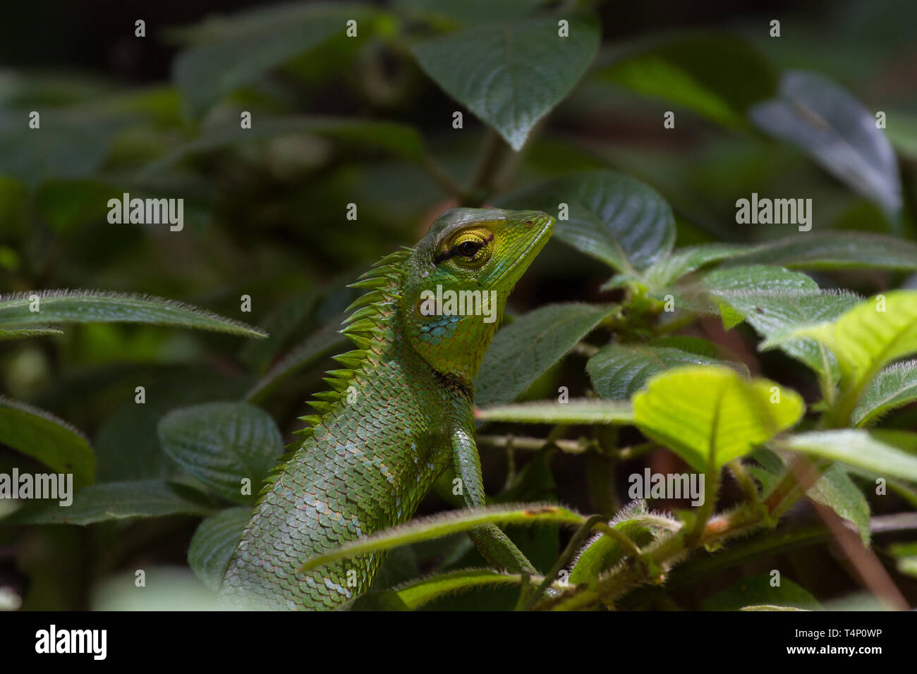 Eidechsenacamouflated unter Farnen. Sinharaja Wald. Sri Lanka Stockfoto