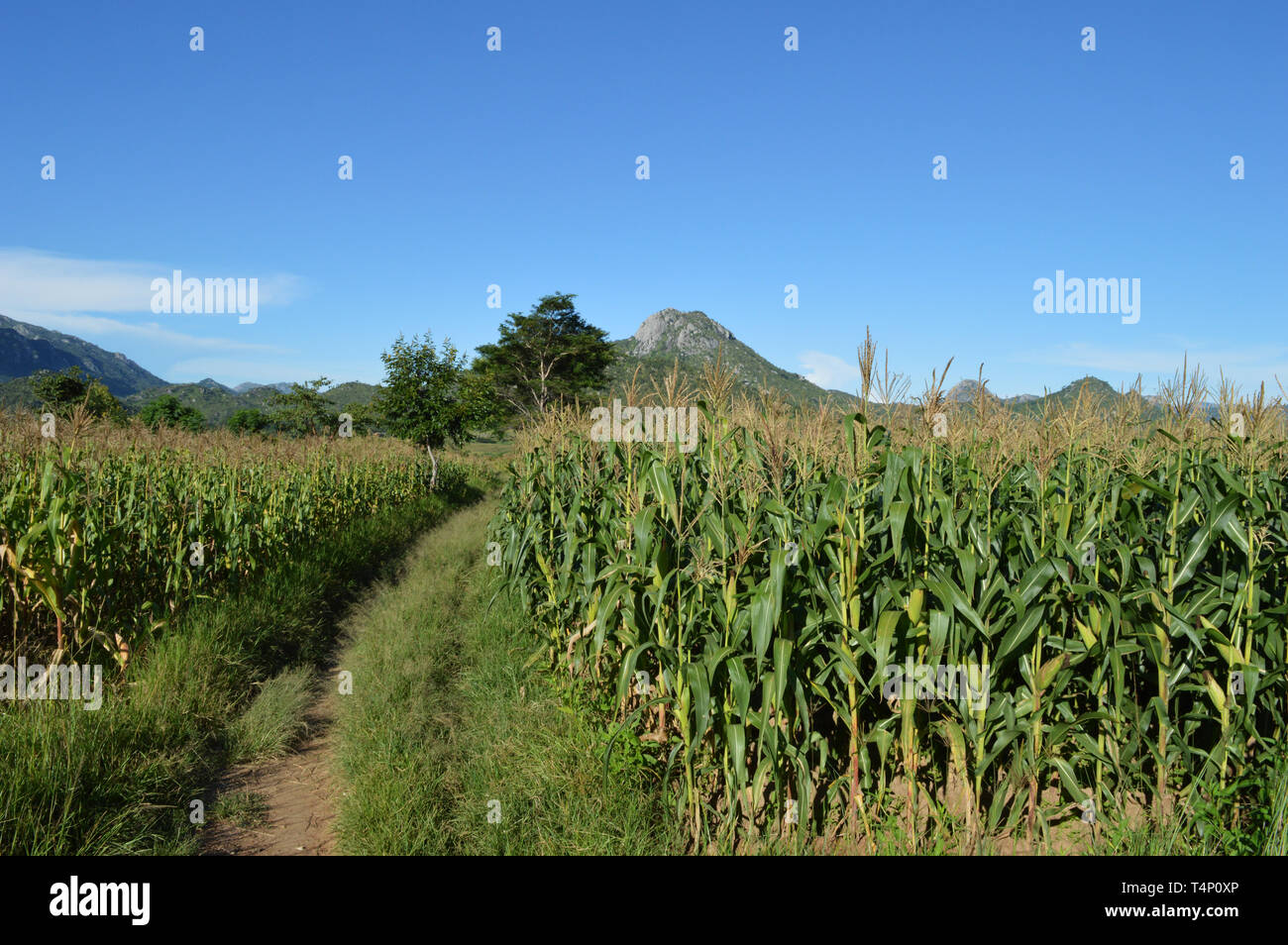 Ein maisfeld mit winzigen Straße, die auf den Berg in Malawi in Afrika führt Stockfoto