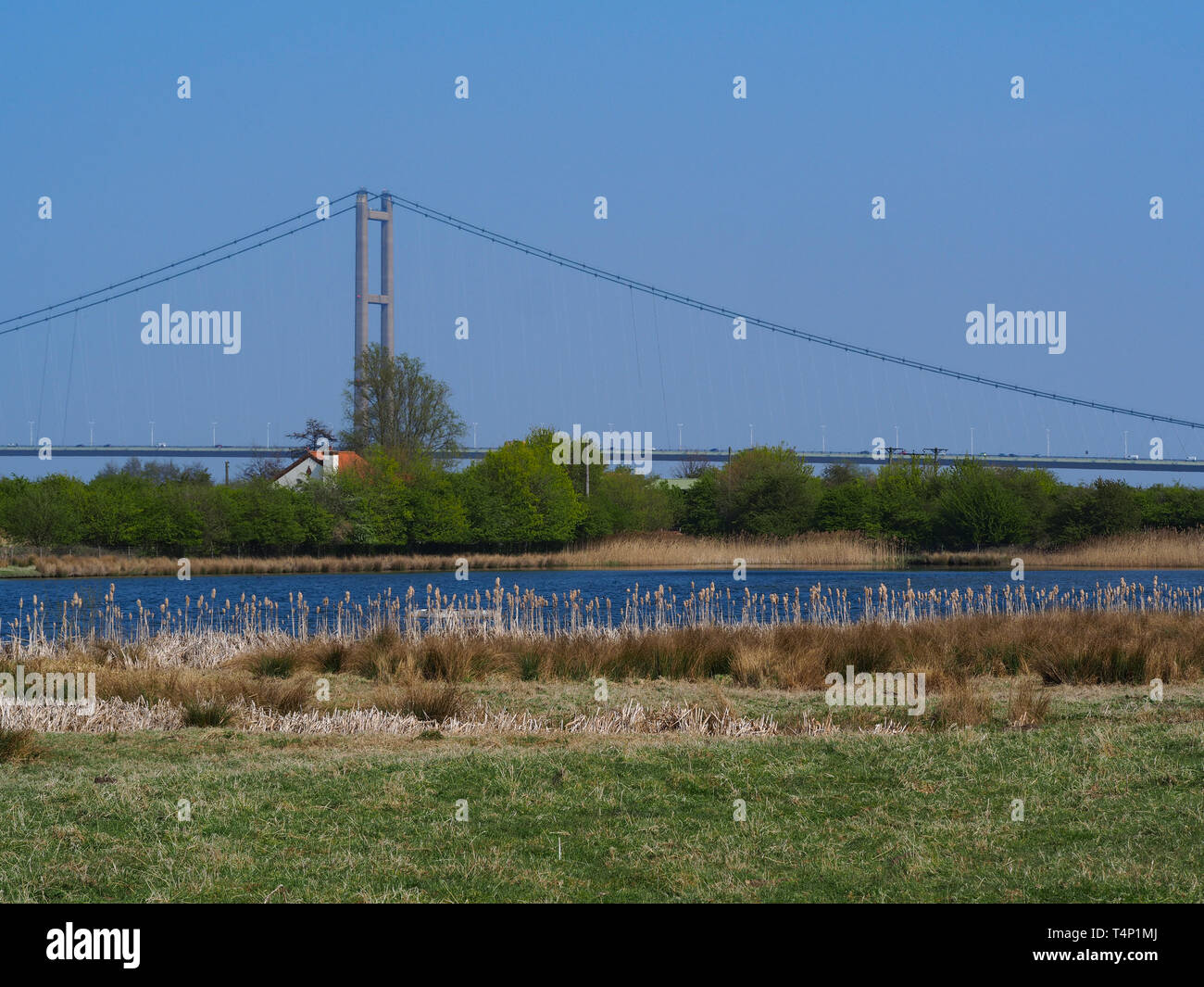 Grünes Gras, Binsen und ein Teich in weit Ings Nature Reserve, North Lincolnshire, England, mit Blick auf die Humber Bridge im Hintergrund Stockfoto