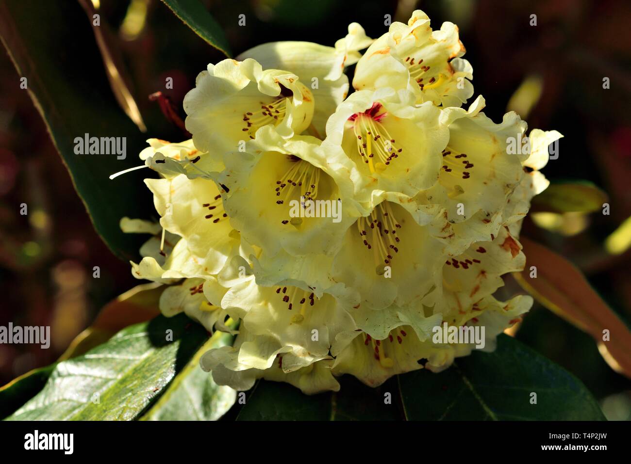 Nahaufnahme von McCabe Rhododendron blüht. Stockfoto
