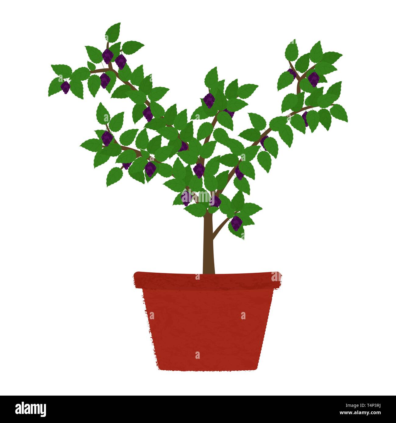 Blackberry Obstbaum in Ton Vase. Isoliert. Weißer Hintergrund. Stock Vektor