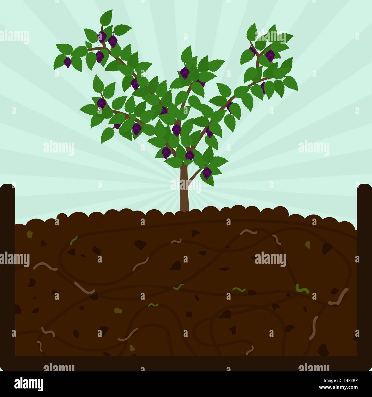 Blackberry Obstbaum pflanzen. Kompostierung mit organischen Stoffen, Mikroorganismen und Regenwürmer. Laub auf dem Boden. Stock Vektor