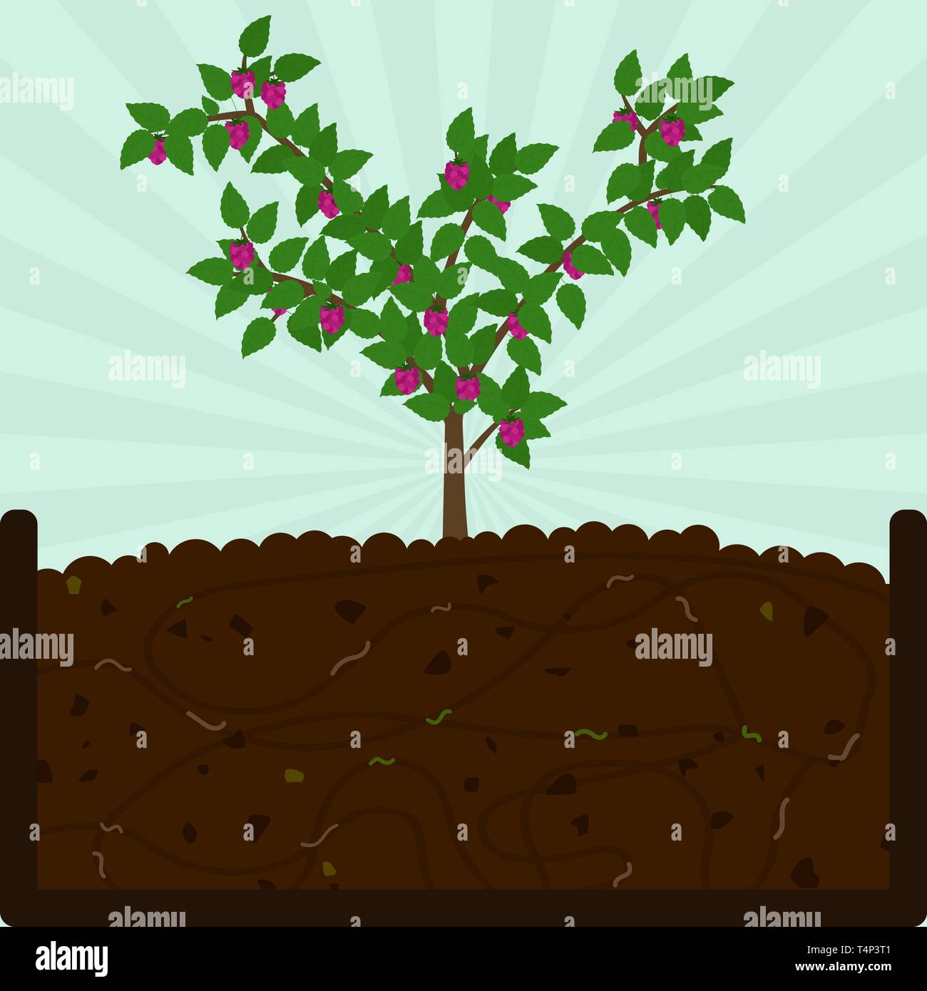 Himbeere pflanzen Obstbaum. Kompostierung mit organischen Stoffen, Mikroorganismen und Regenwürmer. Laub auf dem Boden. Stock Vektor